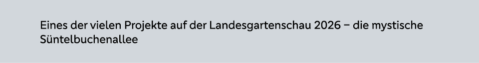 Eines der vielen Projekte auf der Landesgartenschau 2026 – die mystische S ntelbuchenallee